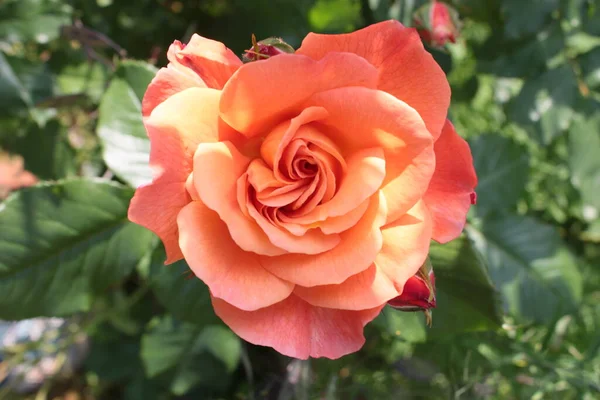 美しい香りのオレンジ桃アプリコットの色を閉じます満開の複数の花びらをバラ 豊かな光沢のある緑の葉を持つ夏に開花田舎の庭で明るい日の光の中で夏にノーフォーク東アングリア英国英国英国 — ストック写真