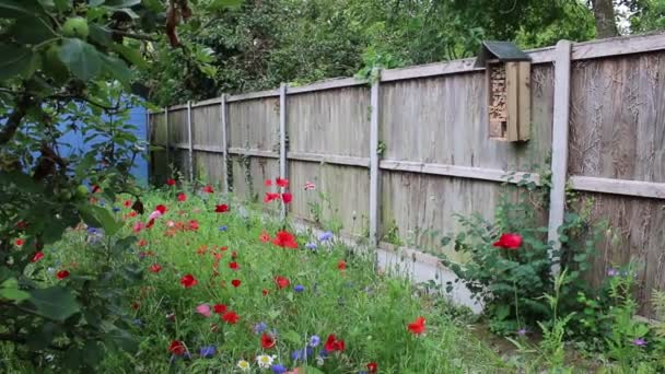 Paysage Jardin Hôtel Apicole Fixé Une Clôture Bois Près Fleurs — Video