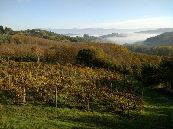 Beautiful Morning Mist Sunrise Scene Green Valley Landscape View Vineyards — 스톡 사진