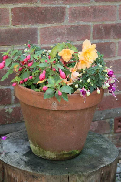 Close Earthenware Pot Beautiful Flowers Begonia Fuschia Full Bloom Summer — Stock Photo, Image