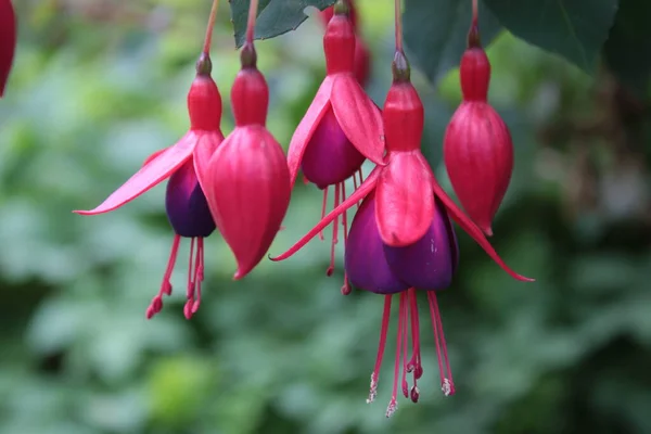Güzel pembe fuschia damlaları yazın İngiliz kır bahçesinde çiçek açarken arka planda yeşil yapraklarla kapanıyor. 