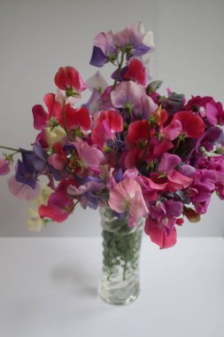 Güzel tatlı bezelye çiçeği cam vazoda, kokulu yaz çiçekleri taze toplanmış organik bahçeden, beyaz arka planda pembe mor mor menekşe taç yaprakları yakın plan iç görünüşte.