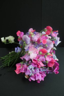 Güzel, tatlı bezelye çiçekleri, kokulu yaz çiçekleri organik bahçeden toplanır. Siyah arka planda pembe mor menekşe yaprakları, düz bir görünüm oluşturur.