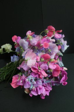 Güzel, tatlı bezelye çiçekleri, kokulu yaz çiçekleri organik bahçeden toplanır. Siyah arka planda pembe mor menekşe yaprakları, düz bir görünüm oluşturur.