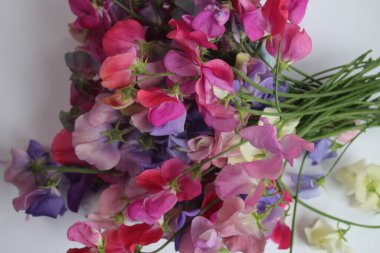 Güzel, tatlı bezelye çiçekleri, kokulu yaz çiçekleri organik bahçeden toplanır. Siyah arka planda pembe mor menekşe yaprakları, düz bir görünüm oluşturur.