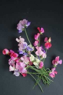 Güzel, tatlı bezelye çiçekleri, kokulu yaz çiçekleri organik bahçeden toplanır. Siyah arka planda pembe mor menekşe yaprakları, düz bir görünüm oluşturur.