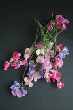 Güzel, tatlı bezelye çiçekleri, kokulu yaz çiçekleri organik bahçeden toplanır. Siyah arka planda pembe mor menekşe yaprakları, düz bir görünüm oluşturur.