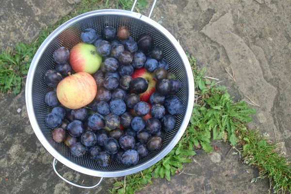 Close up of ripe purple damson plum fruit with freshly picked discovery red yellow apples in metal colander from an organic English country garden orchard in Summer high angle view outdoors on stone patio background