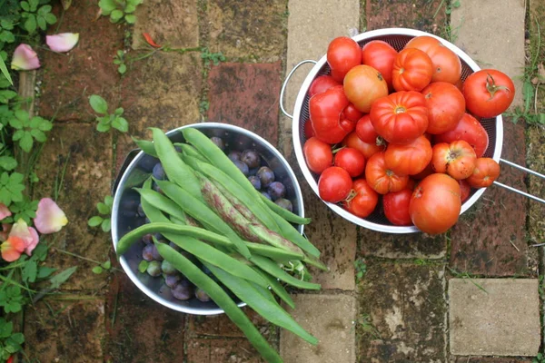 Close up of damson plum fruit, ripe red tomatoes in colander bowls and French green beans freshly harvested from organic English garden orchard flat lay view on vintage brick path  Summer day light