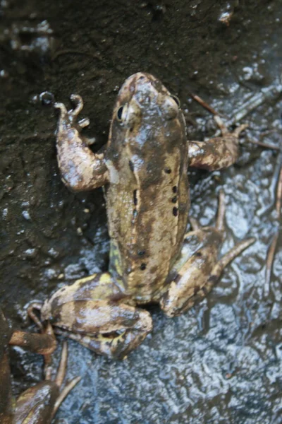Nahaufnahme Eines Einzelnen Frosches Der Gartenteich Mit Dunklem Feuchtem Schlamm — Stockfoto