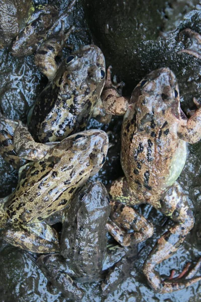 Close up of frogs covered in dark wet mud in garden pond during clean out with reflections in water and the amphibians covered in the brown sludge on background of black fibre glass base in Summer