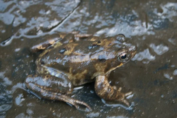 夏の黒いファイバーグラスベースの背景に茶色のスラッジに覆われた水と両生類の反射できれいにアウト中に庭の池の暗いぬれた泥で覆われた単一のカエルの閉鎖 — ストック写真