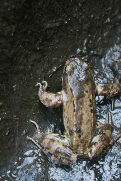 Nahaufnahme Eines Einzelnen Frosches Der Gartenteich Mit Dunklem Feuchtem Schlamm — Stockfoto