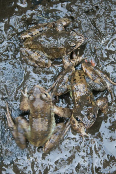 Close up of frogs covered in dark wet mud in garden pond during clean out with reflections in water and the amphibians covered in the brown sludge on background of black fibre glass base in Summer