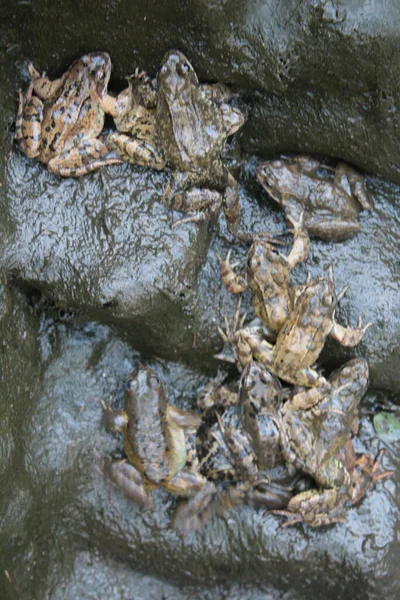 夏の黒いファイバーグラスベースの背景に茶色のスラッジに覆われた水と両生類の反射できれいにアウト中に庭の池の暗いぬれた泥に覆われたカエルの閉鎖 — ストック写真