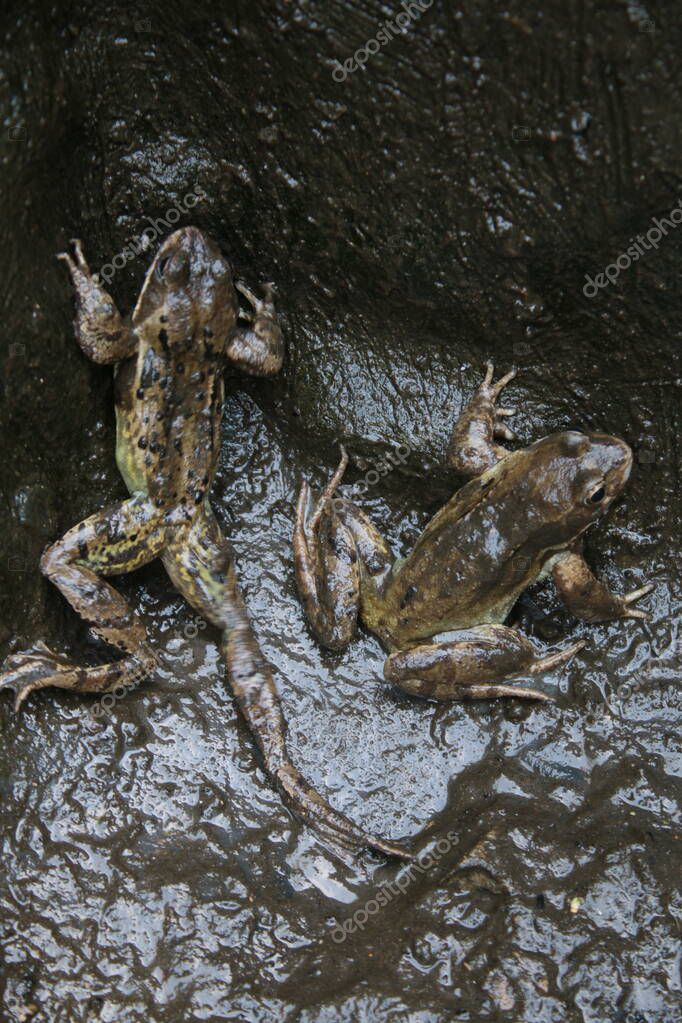 Primer plano de ranas cubiertas de barro húmedo oscuro en estanque de jardín durante la limpieza