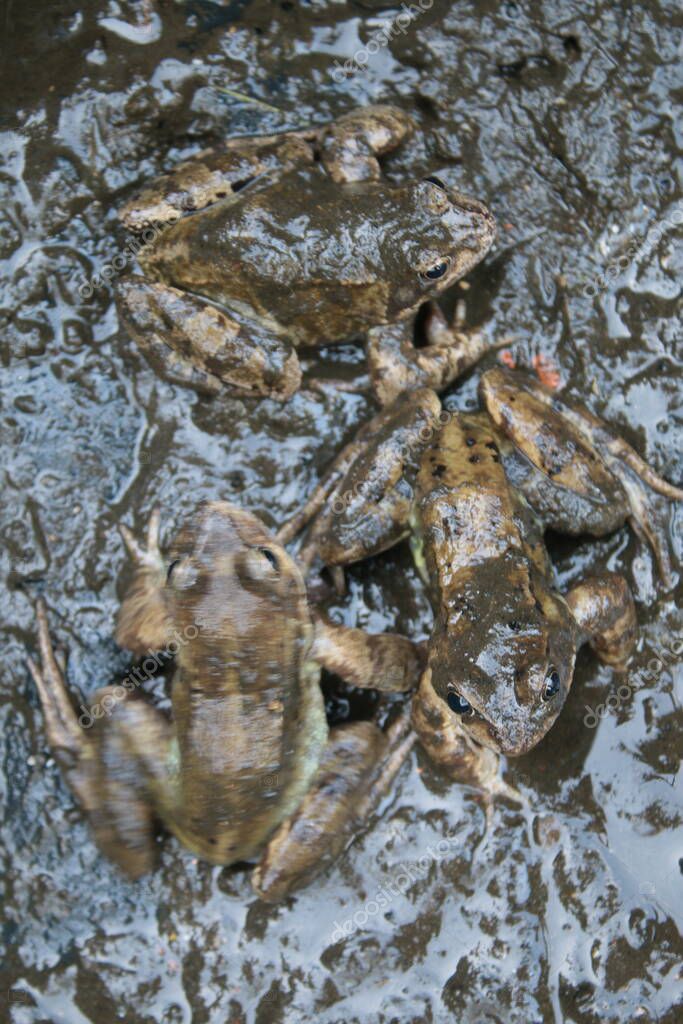 Primer plano de ranas cubiertas de barro húmedo oscuro en estanque de jardín durante la limpieza