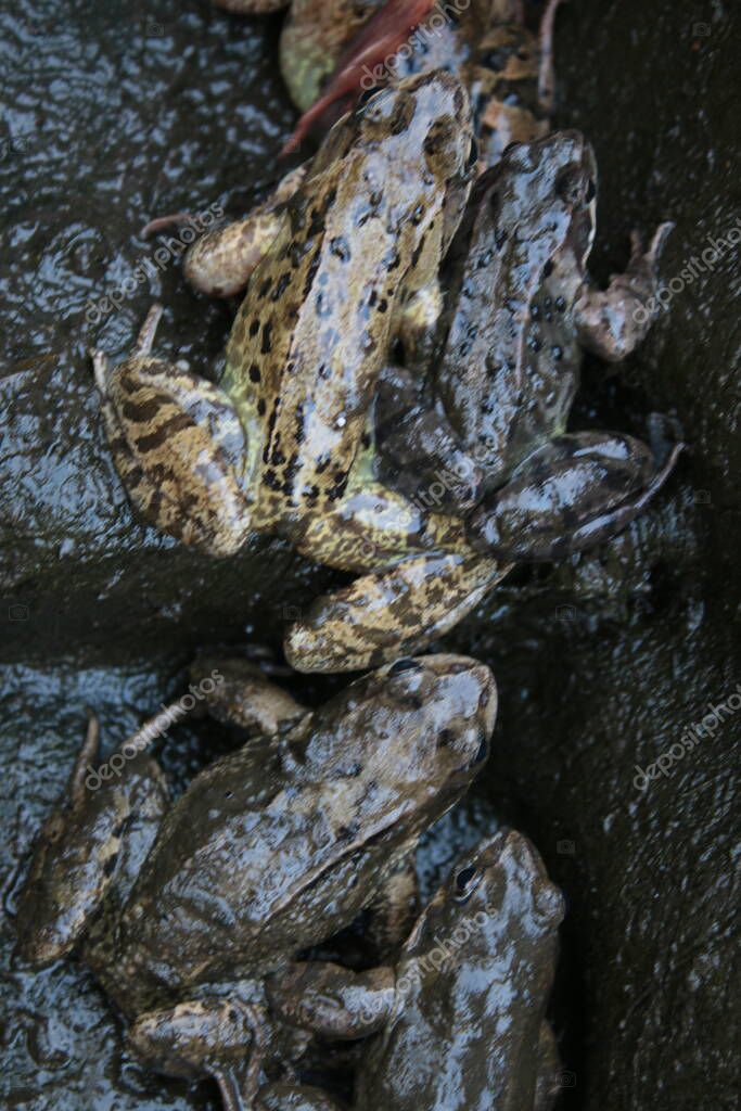 Primer plano de ranas cubiertas de barro húmedo oscuro en estanque de jardín durante la limpieza
