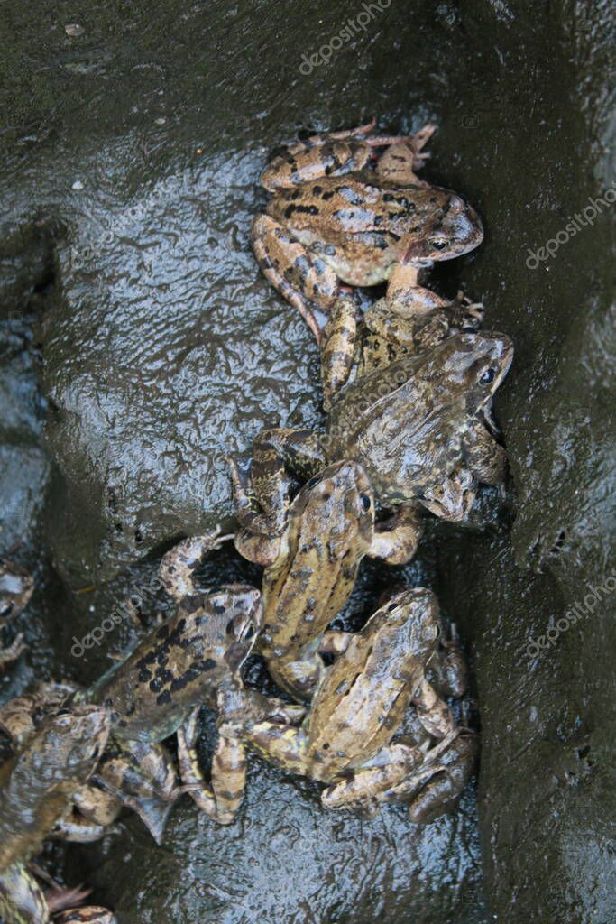 Primer plano de ranas cubiertas de barro húmedo oscuro en estanque de jardín durante la limpieza