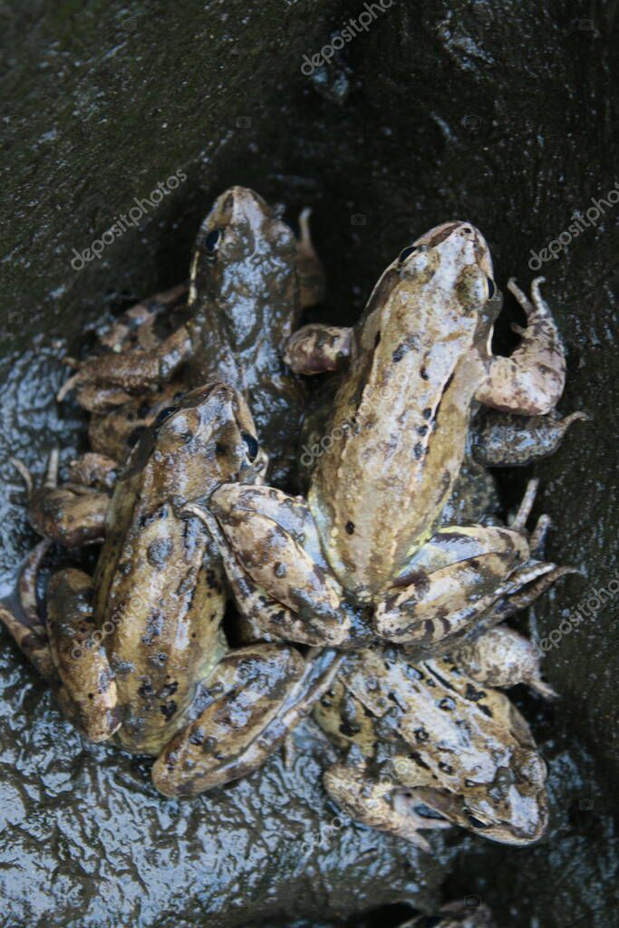 Primer plano de ranas cubiertas de barro húmedo oscuro en estanque de jardín durante la limpieza