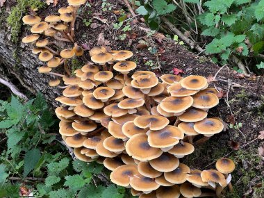 Güzel mantarlar ağaç gövdesinde yetişiyor karanlık orman ormanlarında çayırlarda yapraklar nemli ahşap zeminler doğada göl suyunun yanında Norfolk Doğu Anglia 'da kış günü rezerve ediliyor.