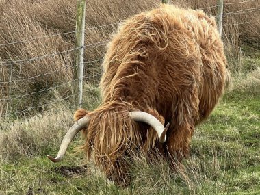 Vahşi İskoçya sığırlarının yakınında, kışın soğuk havalarda sersemletici Mull Dağları 'nda yol kenarında otlayan otlayan uzun kızıl saçlı, büyük boynuzlu ve chesnut saçlı güzel bekar inek.