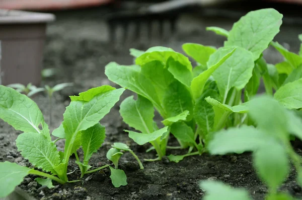 Young Cabbage Seedlings Garden Spring Concept Ecology Cultivation Agriculture — Stock Photo, Image