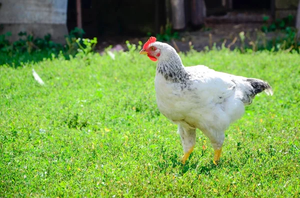 Galo Campo Verde Fazenda Pastado Grama Com — Fotografia de Stock