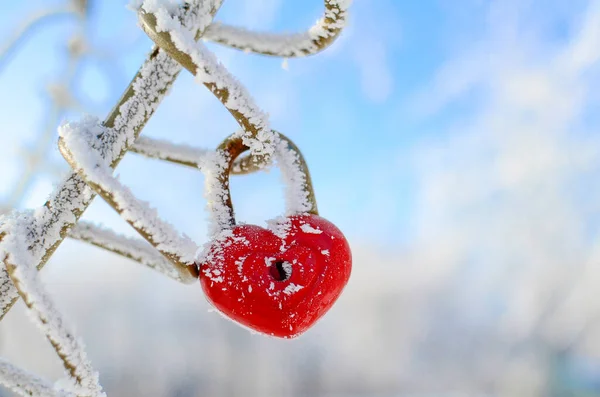 Kalp şeklinde buz tutmuş kırmızı asma kilit. Sevgililer Günü konsepti, düğünler. Kış arkaplanı, kopyalama alanı olan kart.