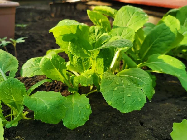 Baharda bahçede taze lahana fideleri. Ekoloji, tarım, tarım kavramı.