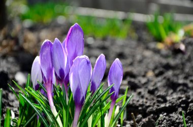 Mor timsahlar, fotokopi alanı olan açık hava çekimleri..
