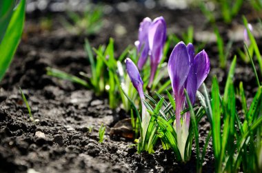 Mor timsahlar, fotokopi alanı olan açık hava çekimleri..