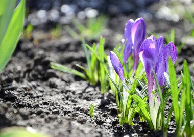 Mor timsahlar, fotokopi alanı olan açık hava çekimleri..