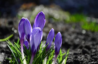 Mor timsahlar, fotokopi alanı olan açık hava çekimleri..