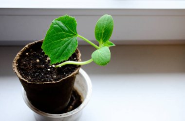 Pencere kenarında biyolojik olarak bozunabilir saksılarda salatalık tohumları. Genç salatalık filizleri. Üst görünüm.