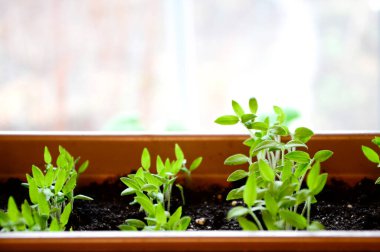 Pencere kenarındaki kabın içinde domates fideleri. Genç bitkiler filizleniyor..