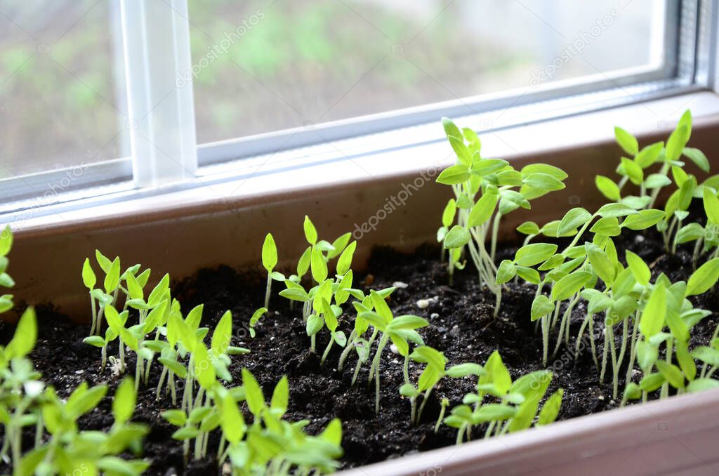 Tomatoes seedlings in container on windowsill. Young sprouts of plant close up.