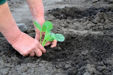 Bahçeye lahana tohumu eken yaşlı bir kadının elleri. Kopya alanı olan tarım kavramı arkaplanı.