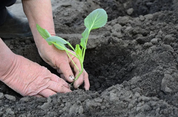 Bahçeye lahana tohumu eken yaşlı bir kadının elleri. Kopya alanı olan tarım kavramı arkaplanı.