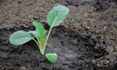 Bahçede taze lahana filizleri, lahana filizleri. Tarım kavramı, kopyalama alanı olan arkaplan.