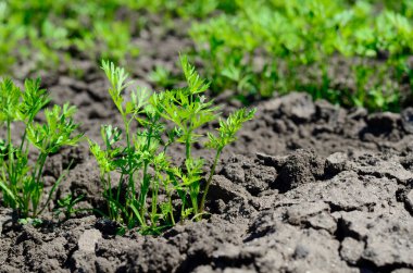 Baharda bahçede taze havuç fideleri. Ekoloji, tarım ve tarım kavramı.