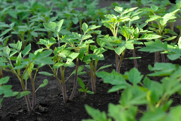 Baharda serada, bahçede genç domatesler filizleniyor. Ekoloji, tarım, tarım kavramı.