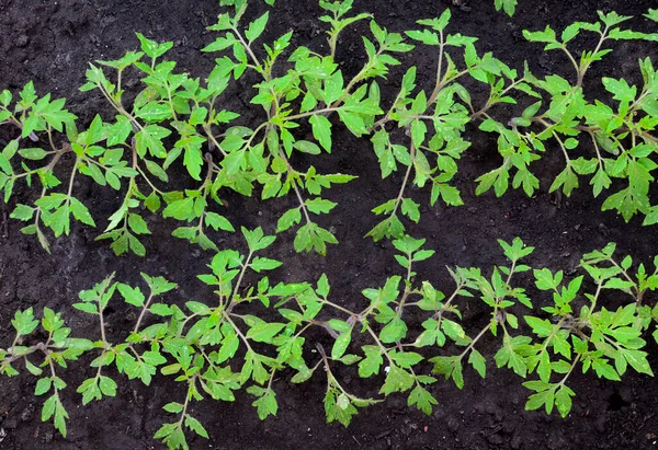 Baharda serada, bahçede genç domatesler filizleniyor. Ekoloji, tarım, tarım kavramı.