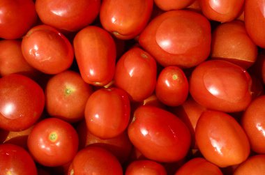 Bir sürü olgun kırmızı domates. Hasat, pazar, sağlıklı yiyecekler, doğal sebzeler yetiştirmek..