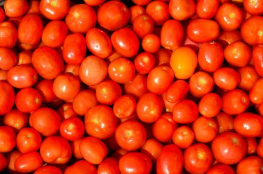 Bir sürü olgun kırmızı domates. Hasat, pazar, sağlıklı yiyecekler, doğal sebzeler yetiştirmek..