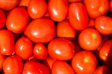 Bir sürü olgun kırmızı domates. Hasat, pazar, sağlıklı yiyecekler, doğal sebzeler yetiştirmek..