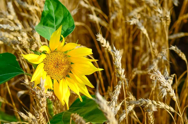 Sunflower Flower Ears Wheat Field Summer Background Cultivation Harvest Wheat Royalty Free Stock Images