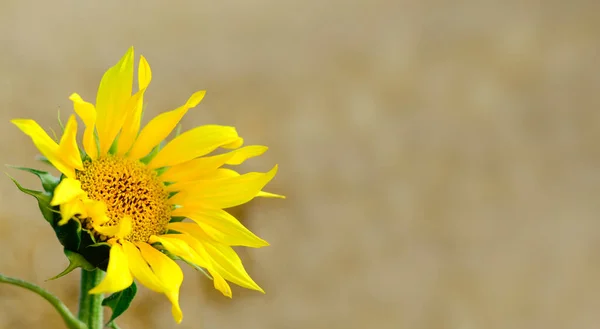 Sunflower flower in the ears of wheat in field. Summer background. Cultivation, harvest of wheat, sunflower.