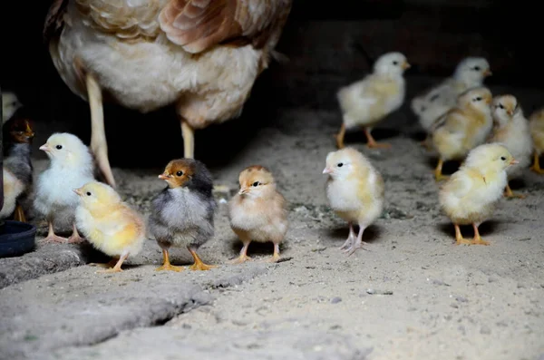 Pollos Recién Nacidos Una Pechuga Pollo Madre Comida Concepto Criar — Foto de Stock