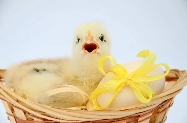 Pequeño Polluelo Recién Nacido Esponjoso Está Sentado Una Canasta Huevos — Foto de Stock